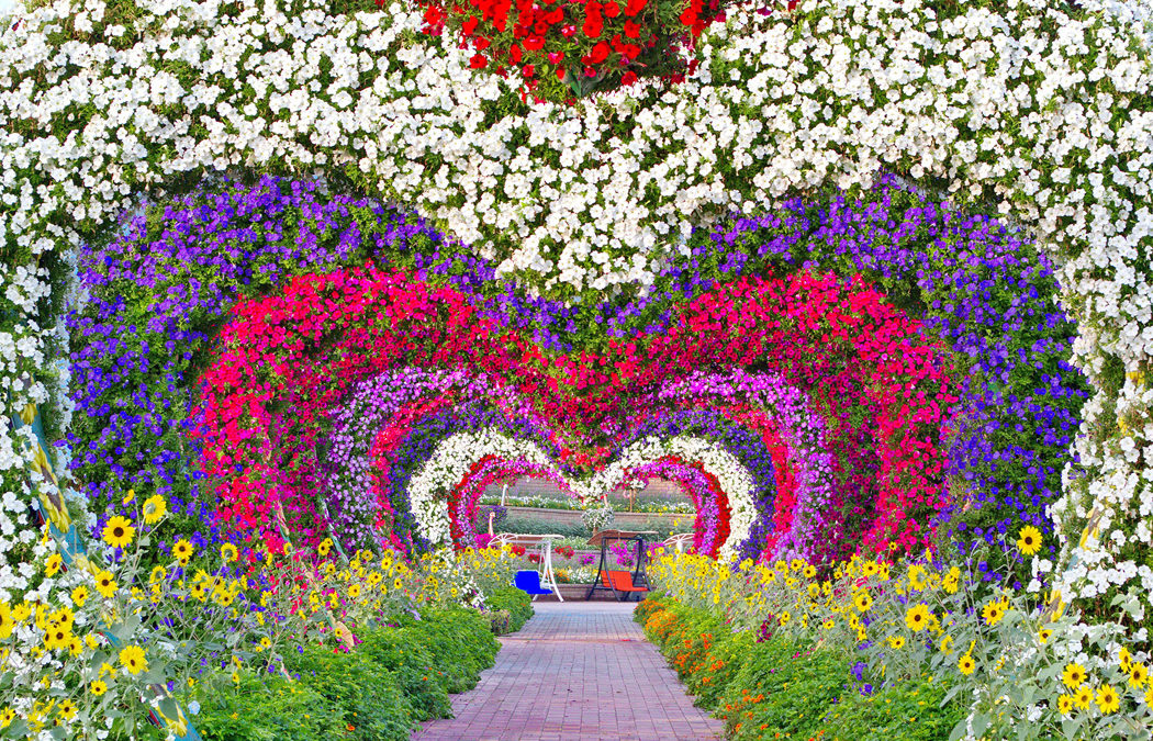 The Dubai Miracle Garden Is A Must For Travellers